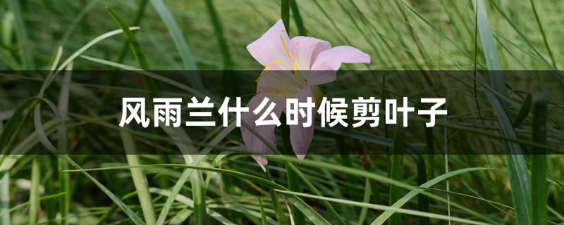 风雨兰什么时候剪叶子 风雨兰什么时候剪叶子