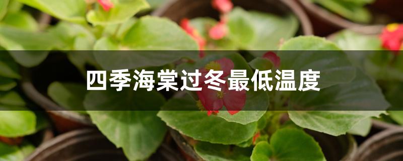 四季海棠过冬最低温度 四季海棠过冬最低温度