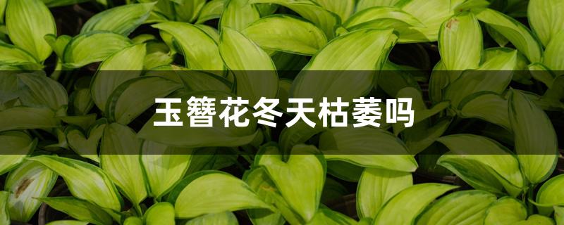 玉簪花冬天枯萎吗 玉簪花冬天枯萎吗