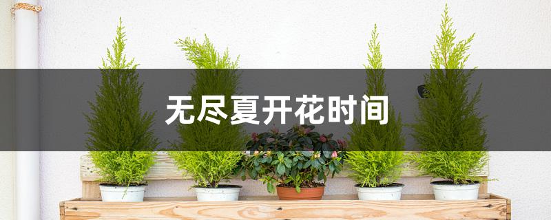 无尽夏开花时间 无尽夏开花时间