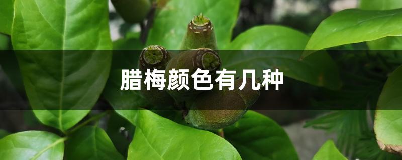 腊梅颜色有几种 腊梅颜色有几种