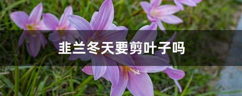 韭兰冬天要剪叶子吗 韭兰冬天要剪叶子吗