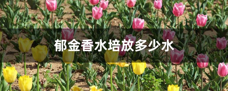 郁金香水培放多少水 郁金香水培放多少水