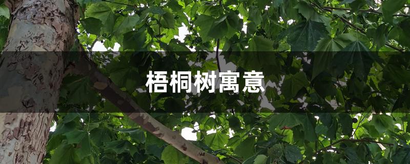梧桐树寓意 梧桐树寓意
