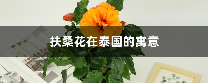 扶桑花在泰国的寓意 扶桑花在泰国的寓意