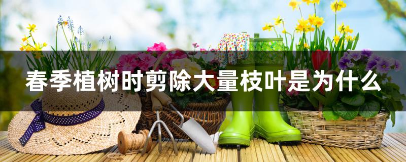 春季植树时剪除大量枝叶是为什么
