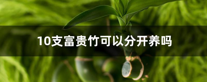 10支富贵竹可以分开养吗 10支富贵竹可以分开养吗