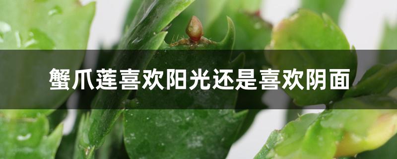 蟹爪莲喜欢阳光还是喜欢阴面 蟹爪莲喜欢阳光还是喜欢阴面