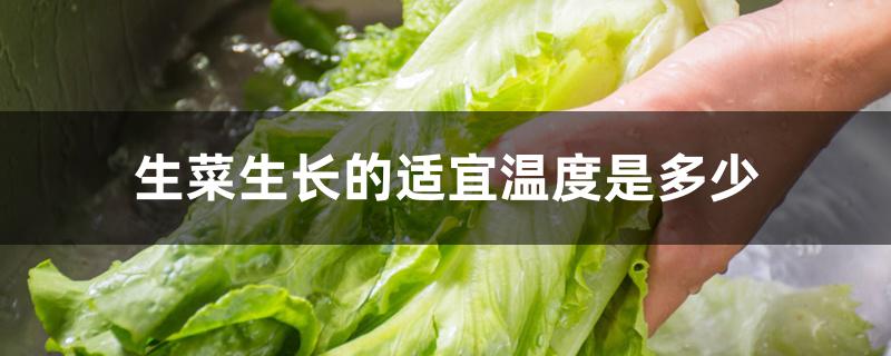 生菜生长的适宜温度是多少 生菜生长的适宜温度是多少