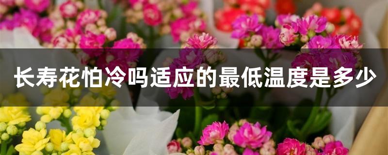 长寿花怕冷吗适应的最低温度是多少 长寿花怕冷吗适应的最低温度是多少