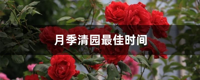月季清园最佳时间 月季清园最佳时间