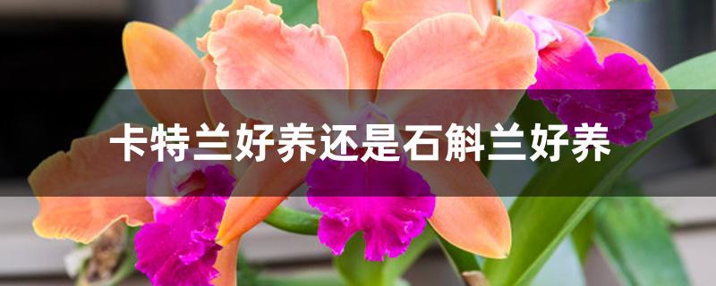 卡特兰好养还是石斛兰好养 卡特兰好养还是石斛兰好养
