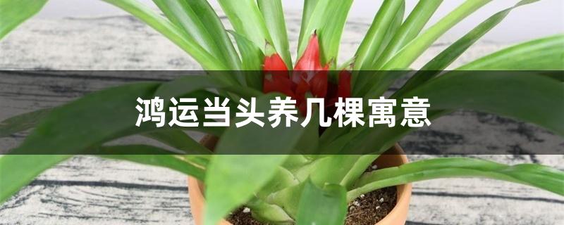 鸿运当头养几棵寓意 鸿运当头养几棵寓意