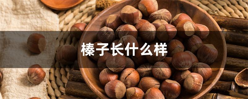 榛子长什么样 榛子长什么样