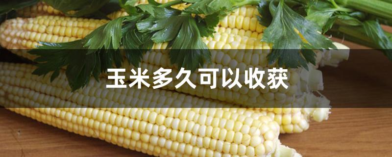 玉米多久可以收获 玉米多久可以收获