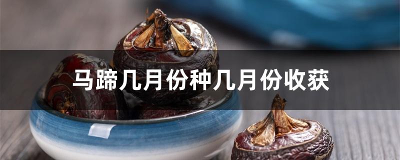 马蹄几月份种几月份收获 马蹄几月份种几月份收获