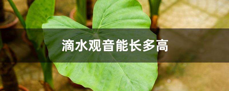 滴水观音能长多高 滴水观音能长多高