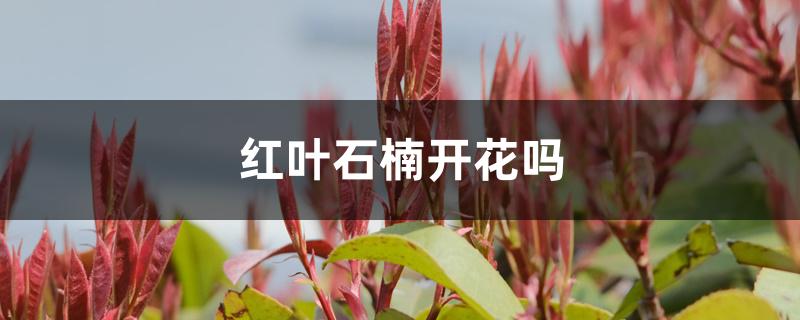 红叶石楠开花吗 红叶石楠开花吗