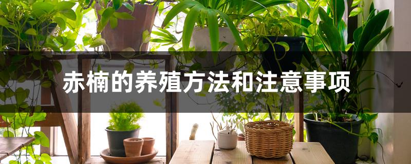 赤楠的养殖方法和注意事项 赤楠的养殖方法和注意事项