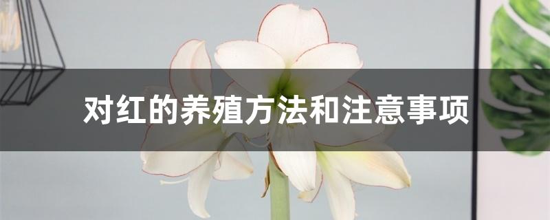 对红的养殖方法和注意事项 对红的养殖方法和注意事项