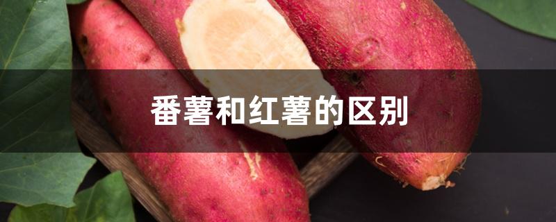 番薯和红薯的区别 番薯和红薯的区别