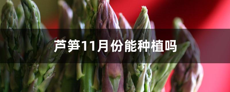 芦笋11月份能种植吗 芦笋11月份能种植吗