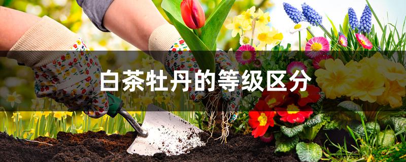 白茶牡丹的等级区分 白茶牡丹的等级区分
