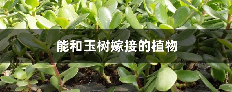 能和玉树嫁接的植物 能和玉树嫁接的植物