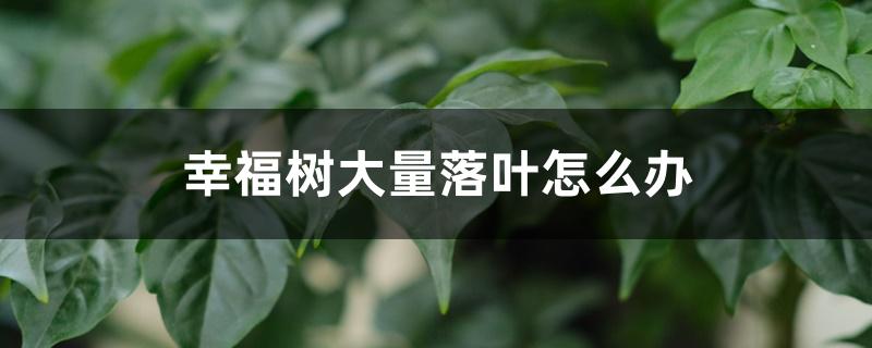 幸福树大量落叶怎么办 幸福树大量落叶怎么办