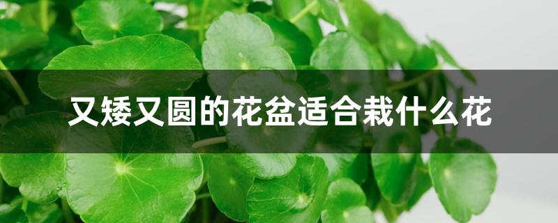 又矮又圆的花盆适合栽什么花 又矮又圆的花盆适合栽什么花