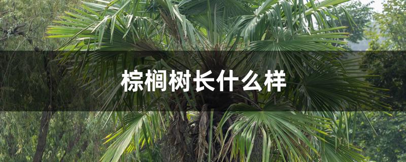 棕榈树长什么样 棕榈树长什么样