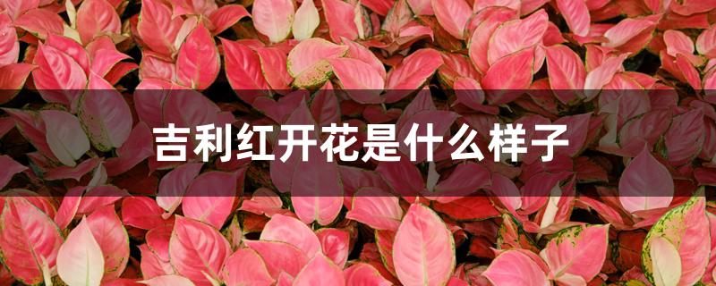 吉利红开花是什么样子 吉利红开花是什么样子
