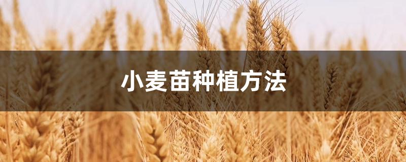 小麦苗种植方法 小麦苗种植方法