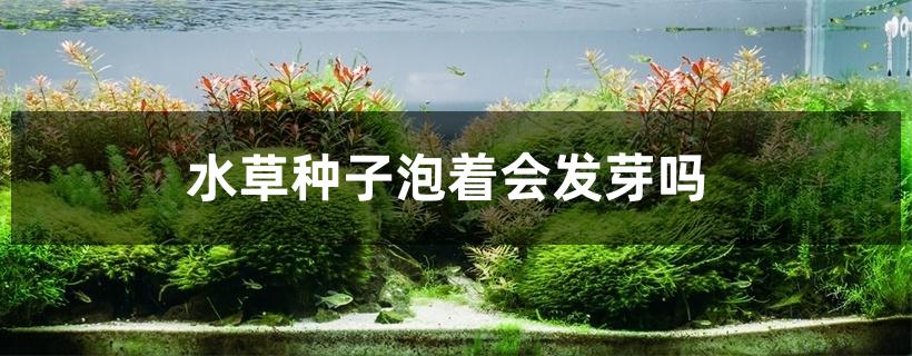 水草种子泡着会发芽吗 水草种子泡着会发芽吗
