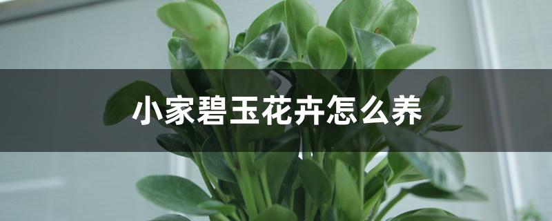 小家碧玉花卉怎么养 小家碧玉花卉怎么养
