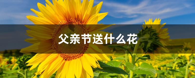 父亲节送什么花 父亲节送什么花