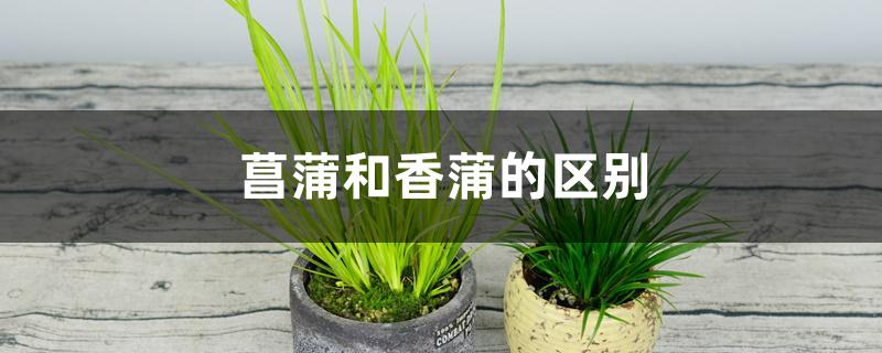 菖蒲和香蒲的区别 菖蒲和香蒲的区别