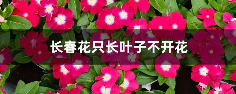 长春花只长叶子不开花怎么办 长春花只长叶子不开花怎么办