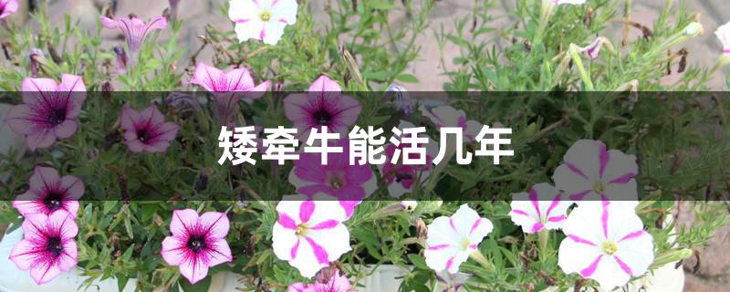 矮牵牛能活几年