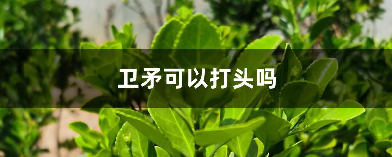 卫矛可以打头吗 卫矛可以打头吗