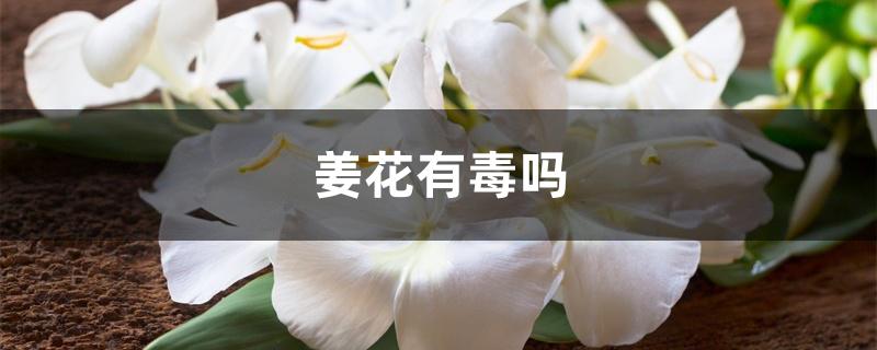 姜花有毒吗 姜花有毒吗