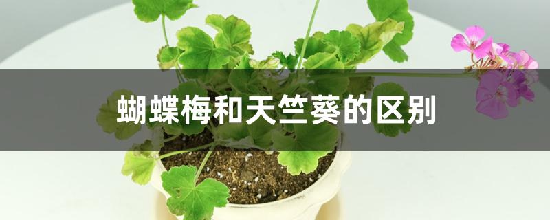 蝴蝶梅和天竺葵的区别 蝴蝶梅和天竺葵的区别