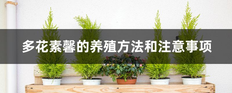 多花素馨的养殖方法和注意事项 多花素馨的养殖方法和注意事项
