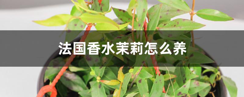 法国香水茉莉怎么养 法国香水茉莉怎么养