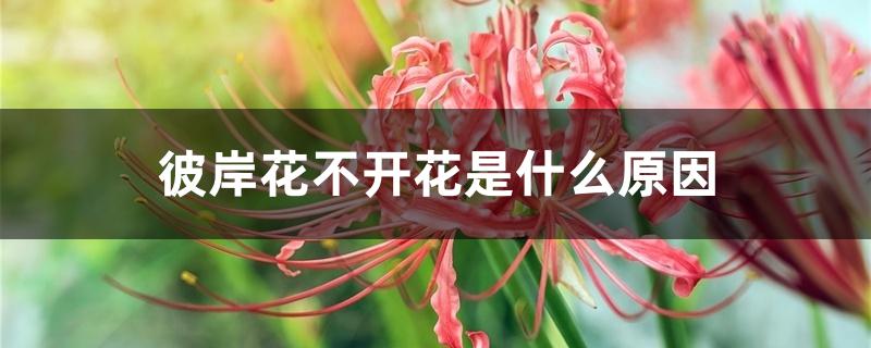 彼岸花不开花是什么原因 彼岸花不开花是什么原因