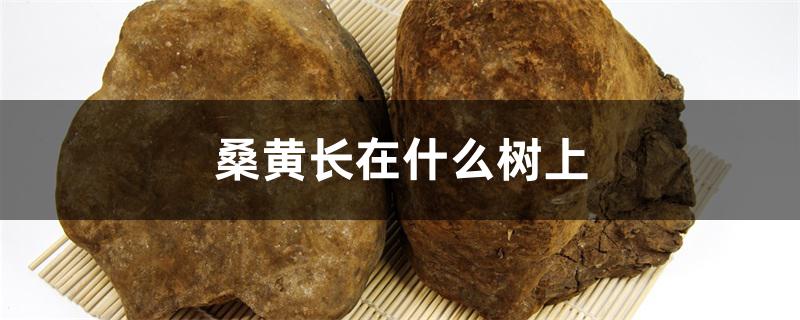 桑黄长在什么树上 桑黄长在什么树上