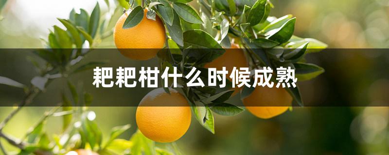 耙耙柑什么时候成熟