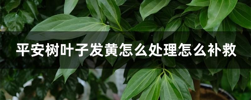 平安树叶子发黄怎么处理怎么补救 平安树叶子发黄怎么处理怎么补救