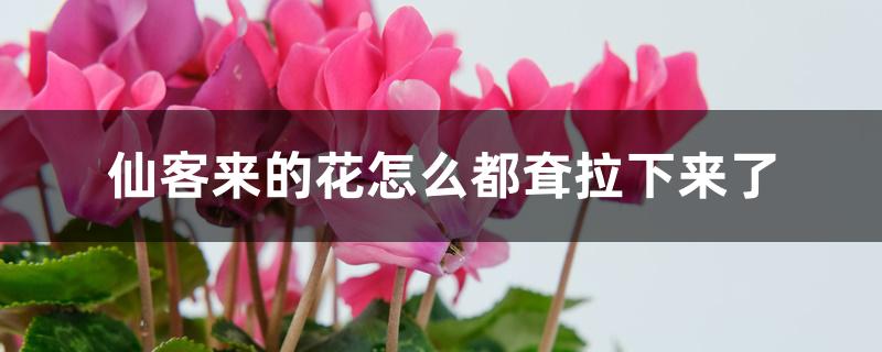 仙客来的花怎么都耷拉下来了 仙客来的花怎么都耷拉下来了