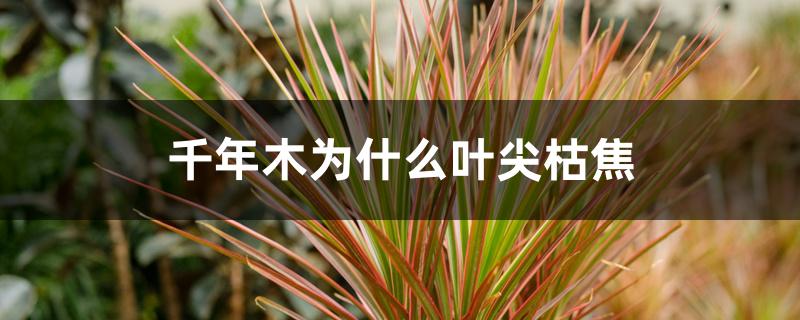 千年木为什么叶尖枯焦 千年木为什么叶尖枯焦